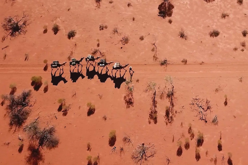 A drone view of Sophie Matterson leading five camels through the outback at Wooleen Station.