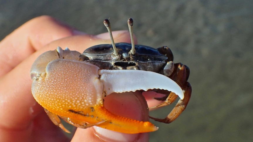 A person holds a crab with a large red and white claw.
