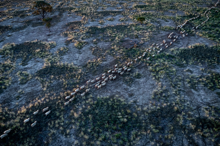 A flock of sheep look like tiny ants running across a grassy landscape in a drone photo.