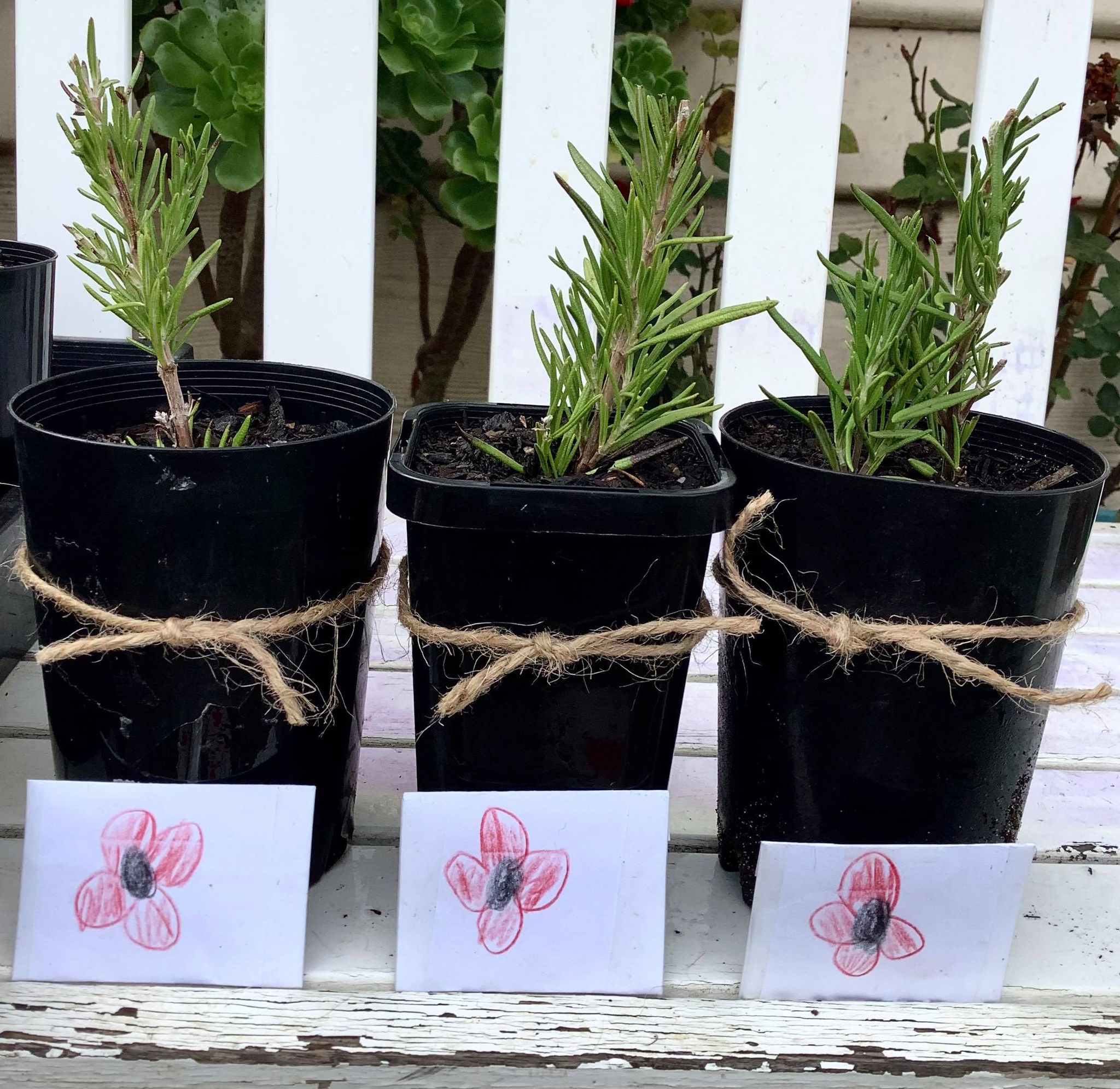 Three rosemary seedlings in black plastic pots with paper packages with poppies drawn in front.