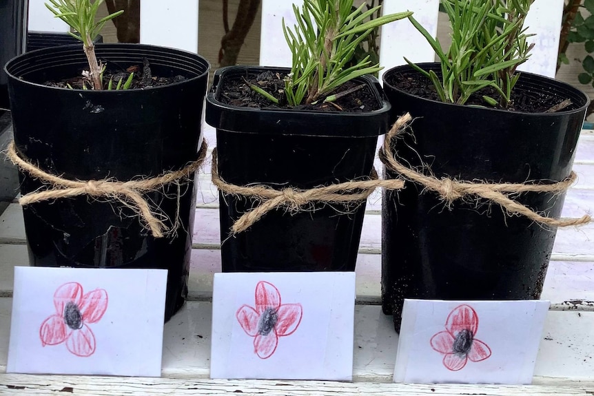 Three rosemary seedlings in black plastic pots with paper packages with poppies drawn in front.