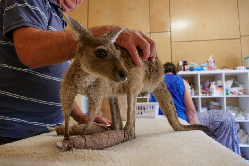 A small kangaroo stands on a table with bandages covering its legs