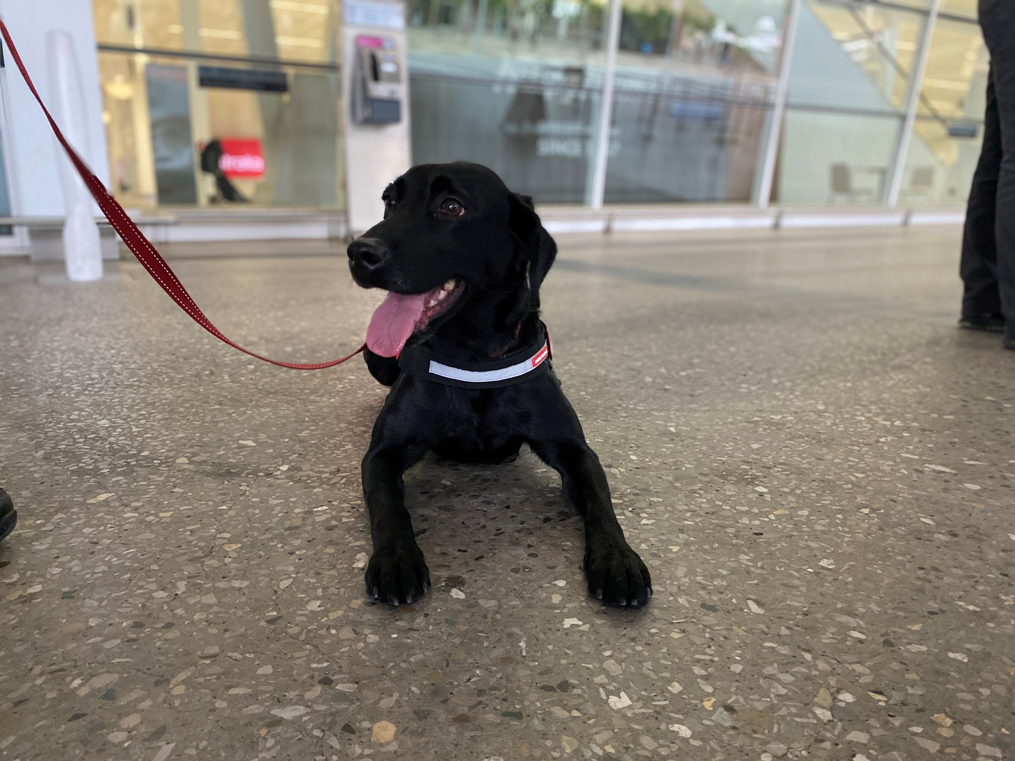 Sniffer Dogs Could Be On Covid Frontline As Government Trials Continue Abc News