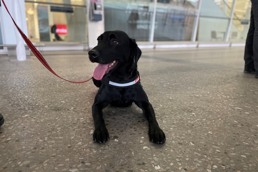 Un chien renifleur à l'aéroport d'Adélaïde.