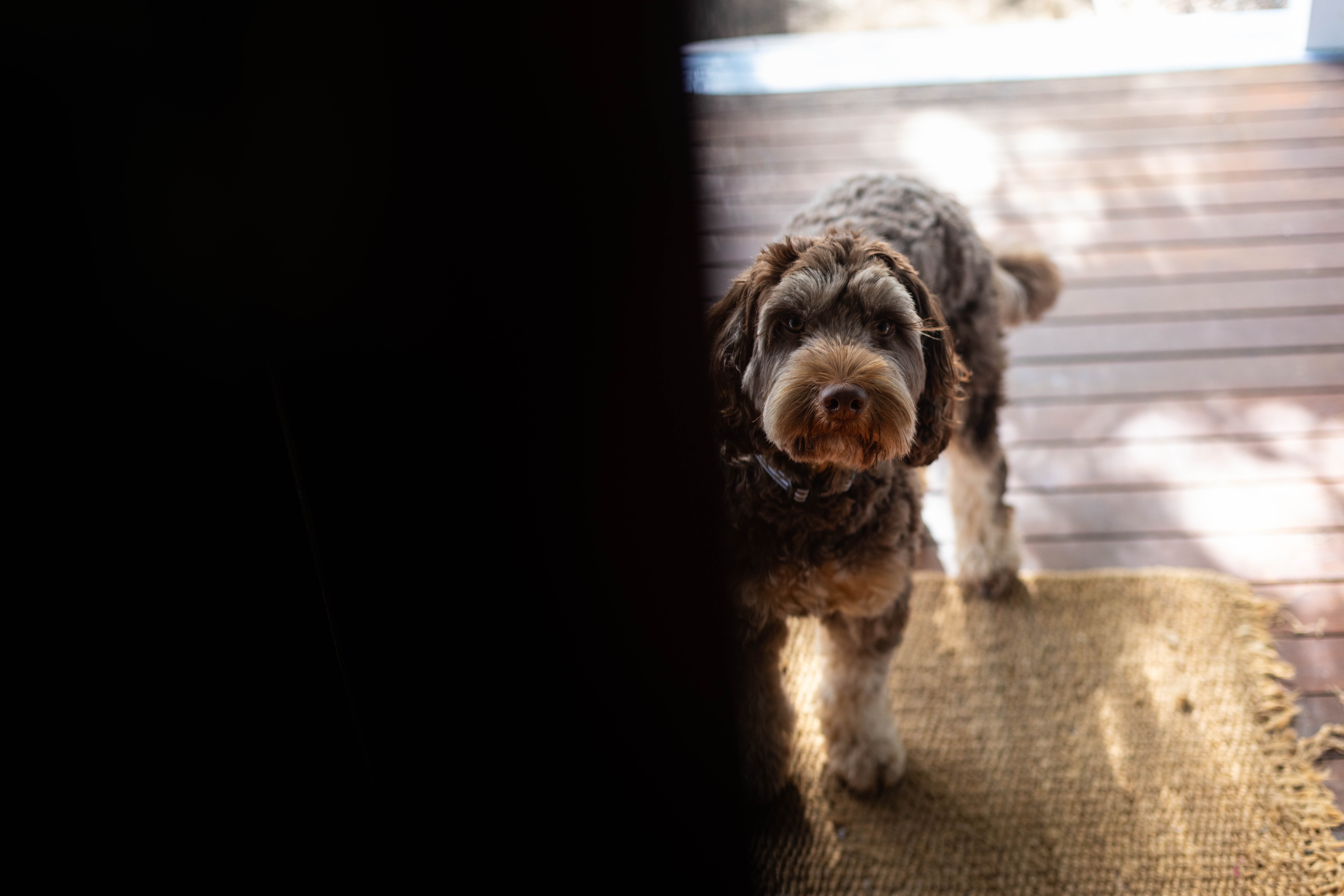 Photos of a poodle cross dog.