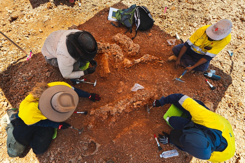 People sitting on the ground uncovering a Diprotodon skeleton.