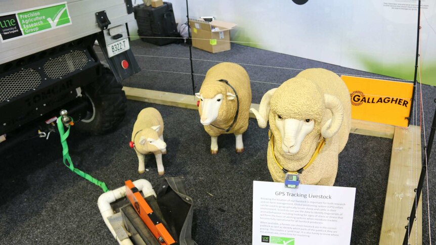 Model sheep and rams at the Easter Show