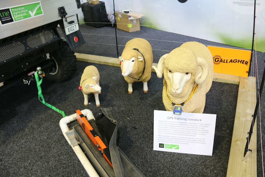 Model sheep and rams at the Easter Show