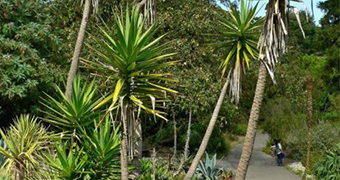 Yucca plants in garden near path.