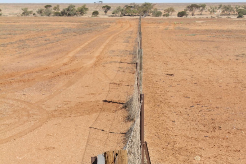 Deep shot of the dog fence near Coober Pedy.