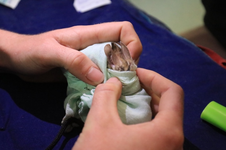 Mouse being cared for by vets