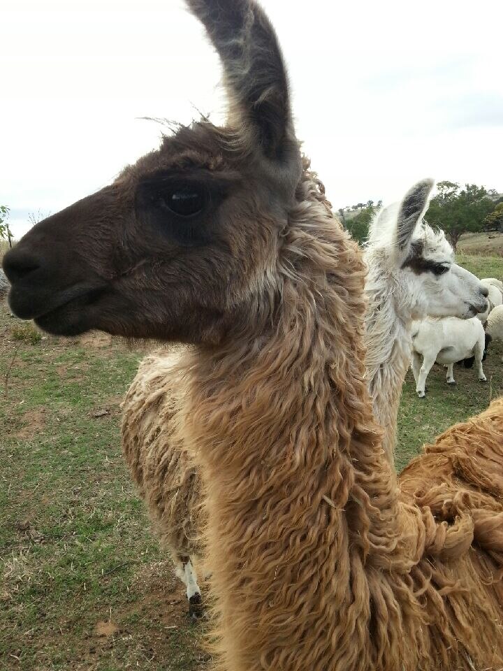 Alpacas seized from farm amid animal cruelty claims, authorities