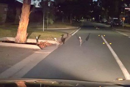 Bush stone-curlews on the road