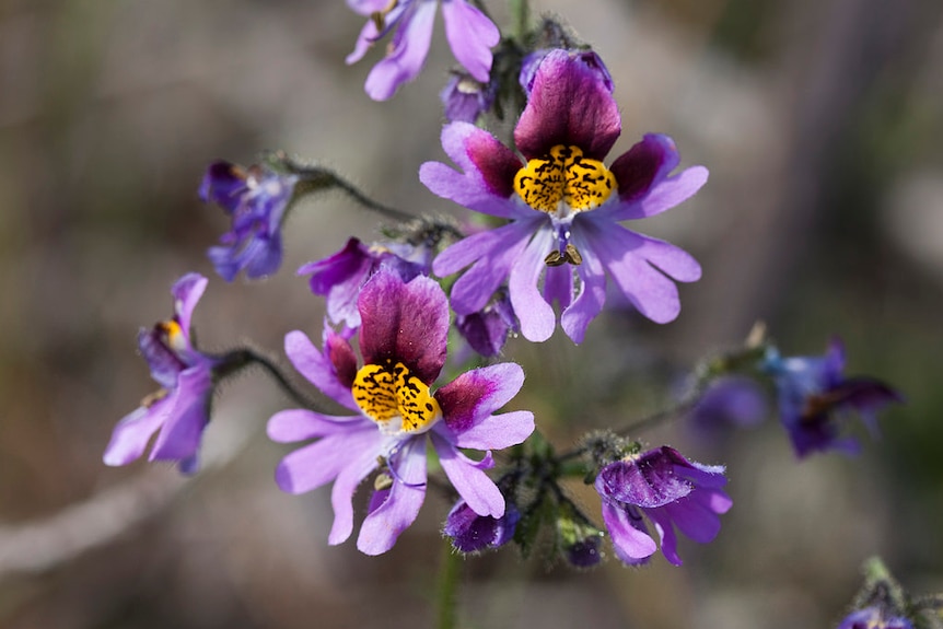 Flower found in the Atacama Desert