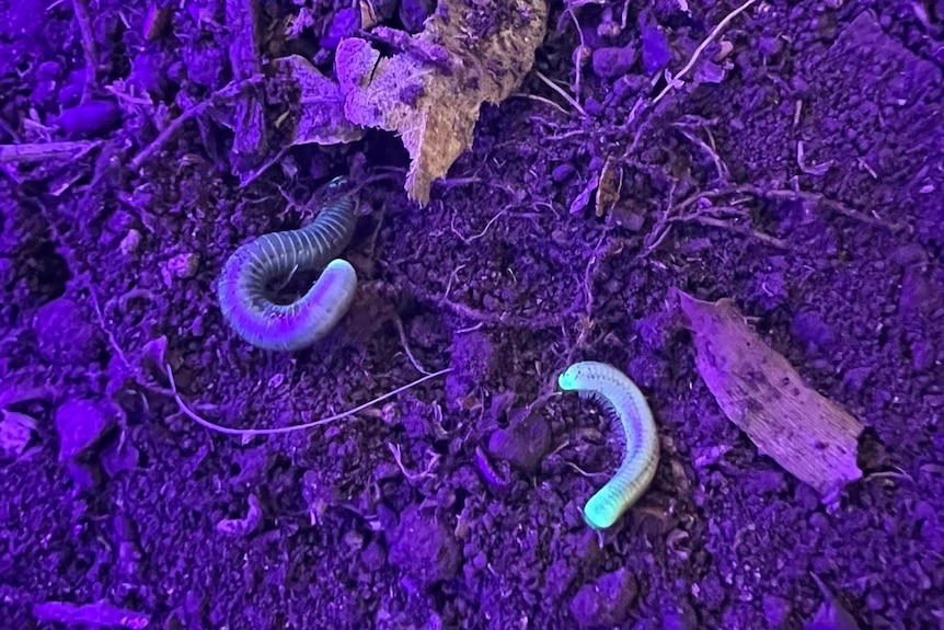 Two millipedes glow under a blue light on dirt, next to rocks.
