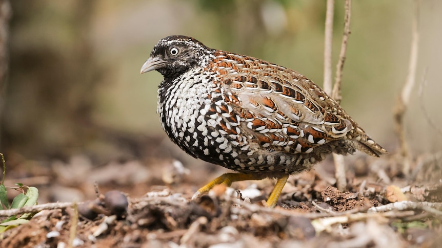 bird with brown, white and black feathers walks on brown leaves