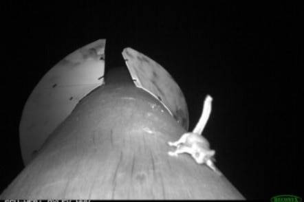 Feathertail glider.