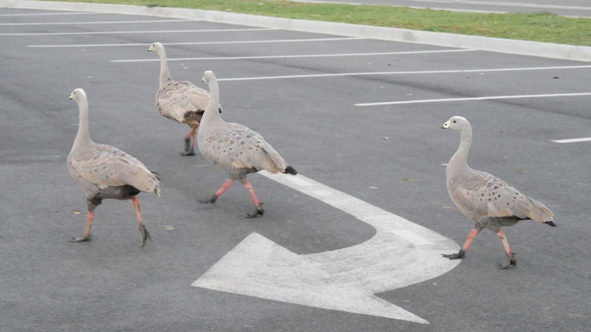 Geese walking in carpark