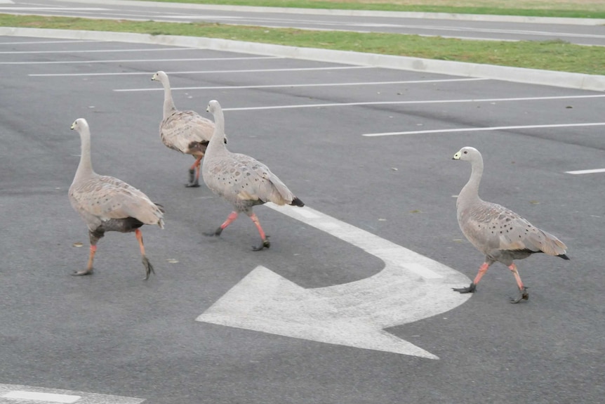 Geese walking in carpark