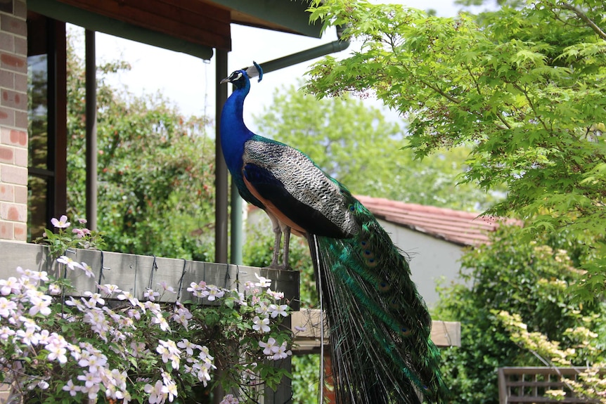 Canberra peacocks