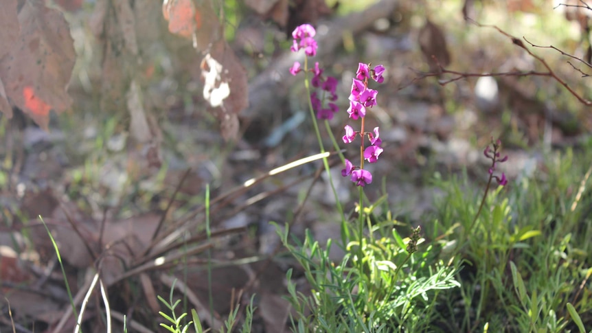 A vivid brilliant purple bloom from blossoms on a wild pea.