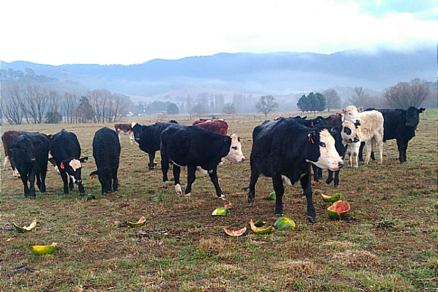 Cattle eat watermelon on a property