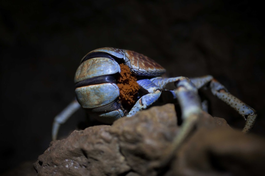 A robber crab clutches its spawn in a cave on Christmas Island.