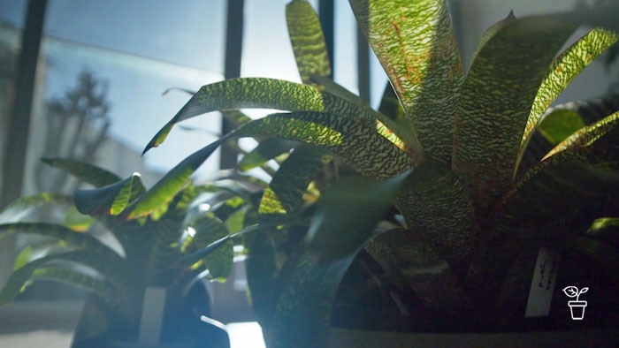 Indoor plants sitting near window with light pouring in.