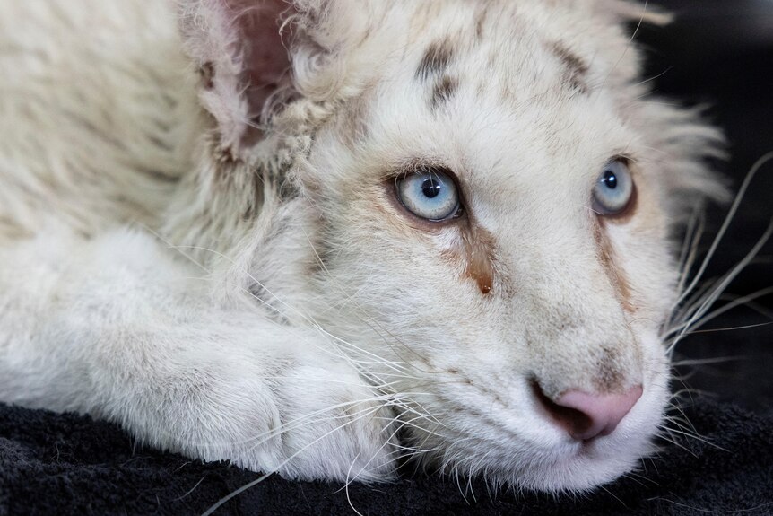 A close up on a white tiger cub