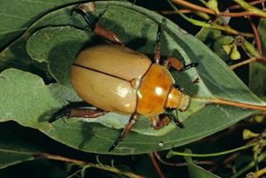Bronze and brown Christmas beetle.
