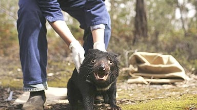 Uniquely Tasmanian: Two devils will be sent to Denmark.