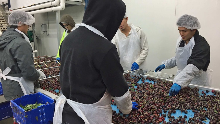 People standing at a conveyer belt sorting fresh cherries.