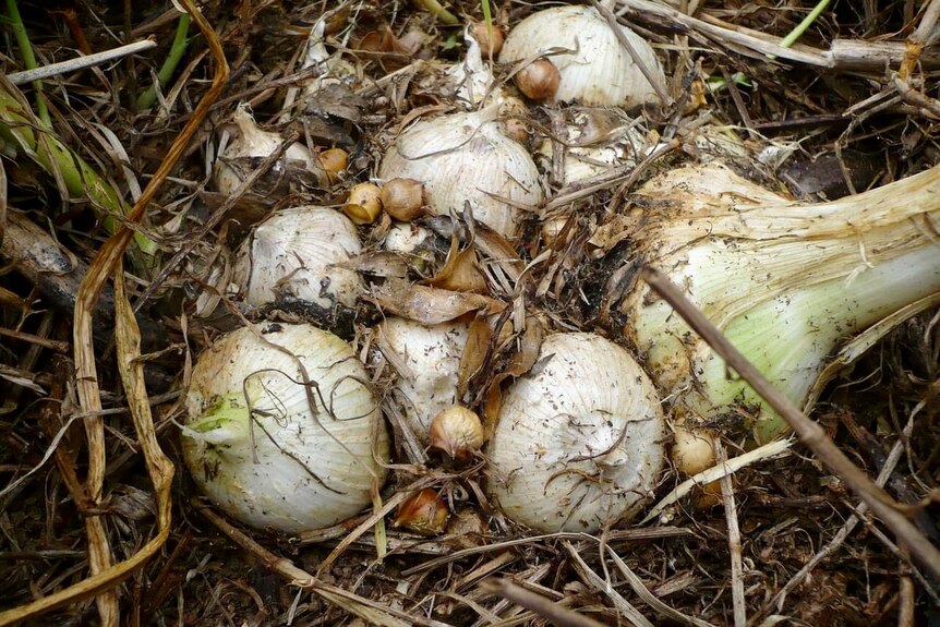 A big tangle of garlic bulbs growing above the ground with little balls or bulblets of garlic growing off it.