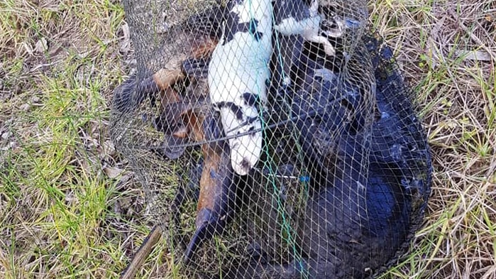 The bodies of eight dead platypuses in a long tube-shaped net laid on the grass.