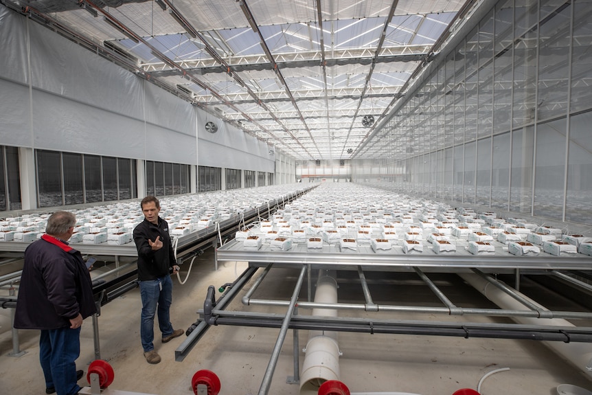 Two people standing near medicinal cannabis crop in white trays inside a white shed with clear roof.