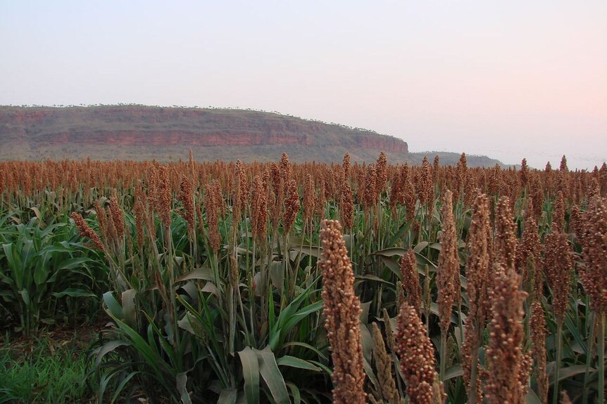 Sorghum crops growing on the Ord