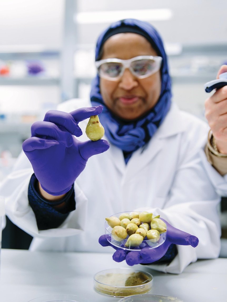 A woman wearing goggles, a white coat and gloves, holds up a single Kakadu plum.