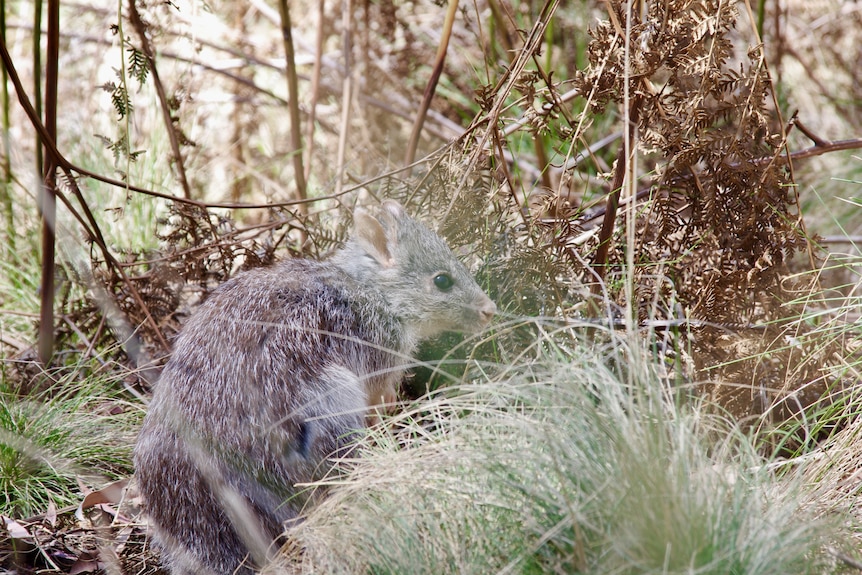 A rufous bettong, kangaroo-like creature in the bush.