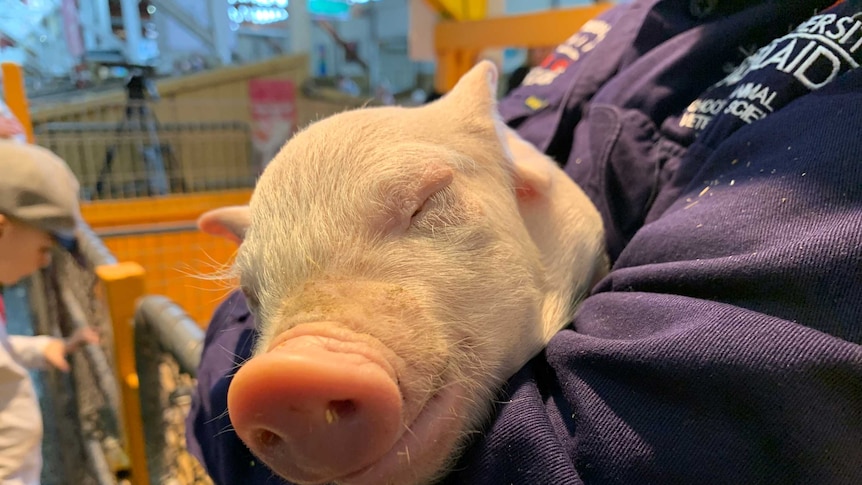 A pig at the Royal Adelaide Show.