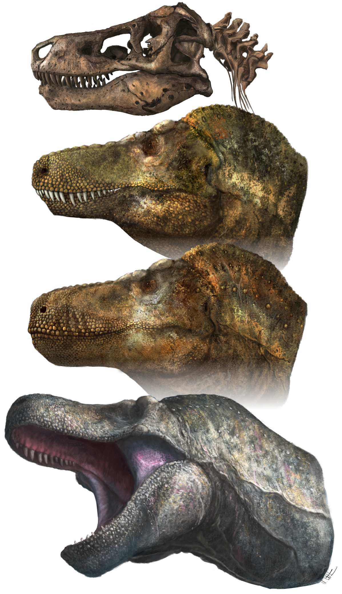 Illustration of T.rex skull and head reconstruction