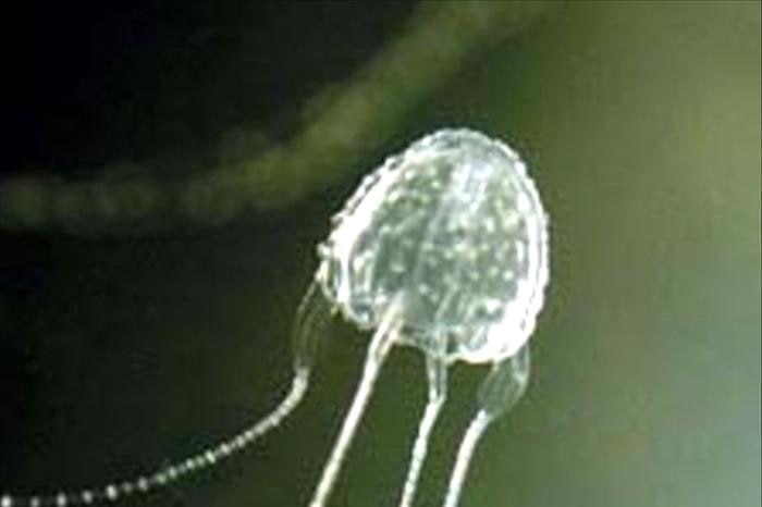 An irukandji jellyfish.