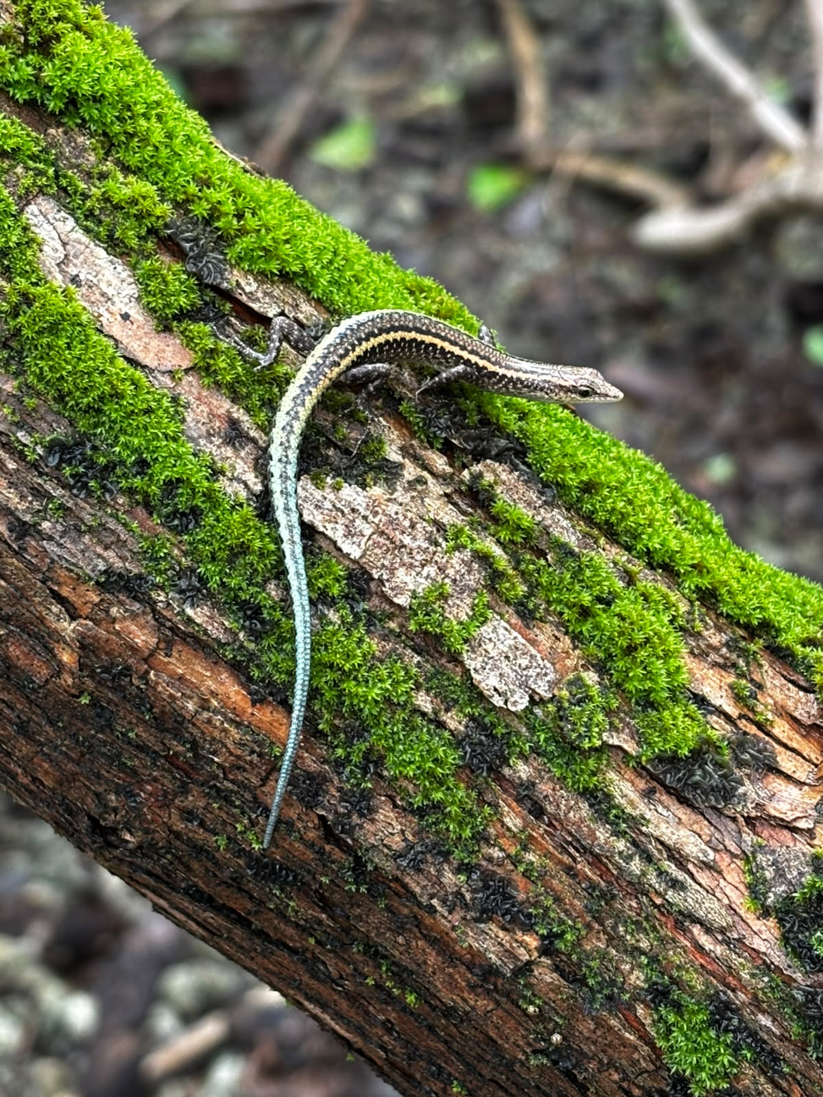 Skinks facing extinction find new hope away from predatory snakes
