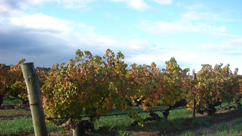 Grape vines in a vineyard