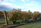 Grape vines in a vineyard