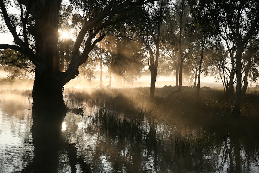 A tree stands in a large puddle with fog in the background.