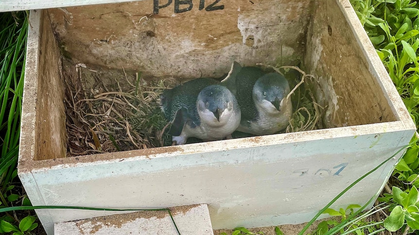 Two small penguins sitting in a wooden box. 
