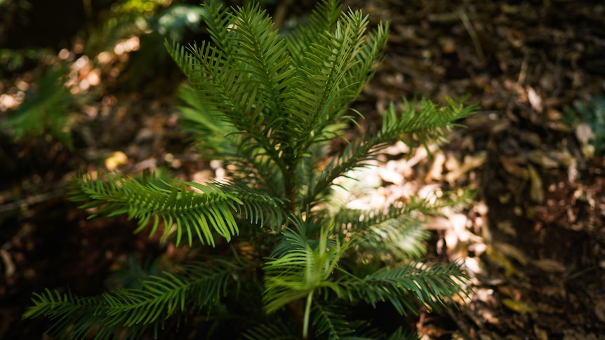 Young Wollemi Pine.