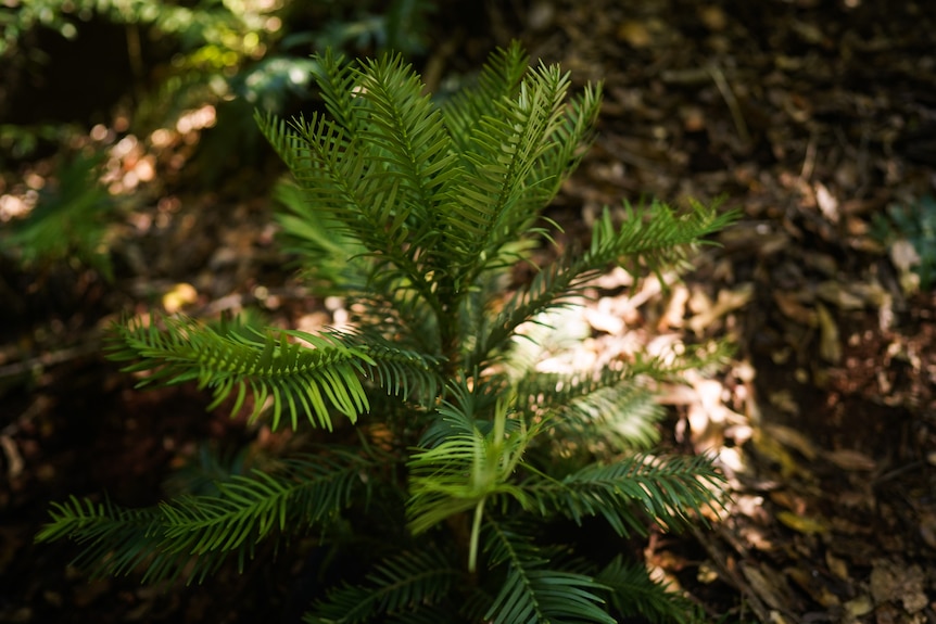 Young Wollemi Pine.