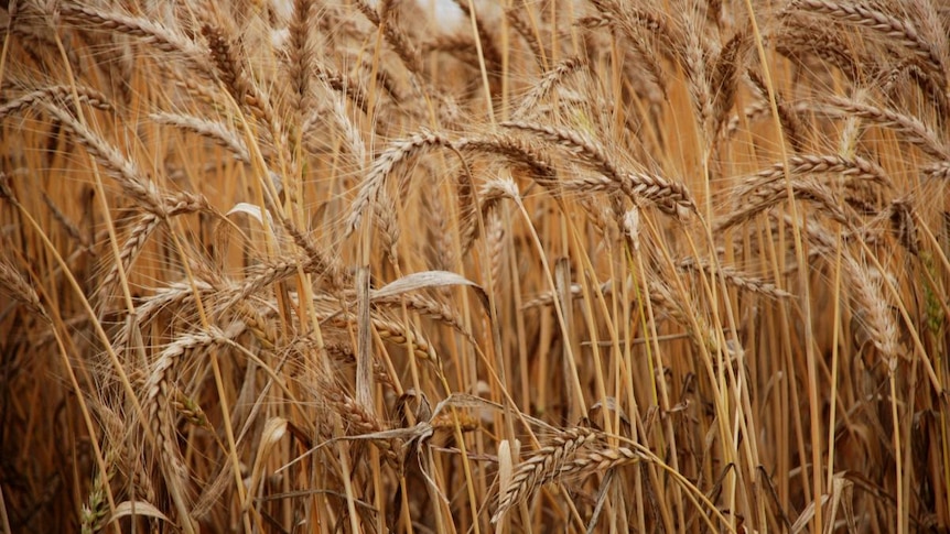 Drop in wheat prices predicted
