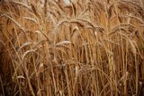 GM wheat discovery has US exporters worried